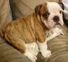 Bulldog Names - via Daymix