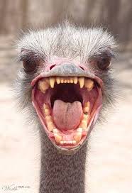 Imageshack - emu.jpg