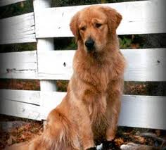 The Golden Retriever was developed