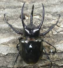 アトラスオオカブト スマトラ産