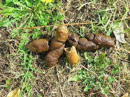 File:Feces de can (dog).jpg - via Daymix