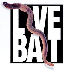 We use the best  live fishing bait      