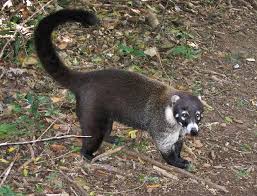 Coati jpg 8206 665 506 pixels