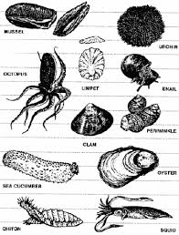 sea shell pronunciation