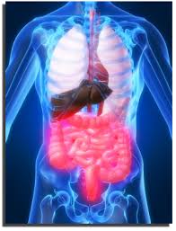  Irritable Bowel Syndrome 