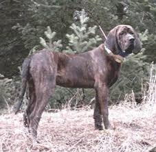   Plott   Hound is the active selection