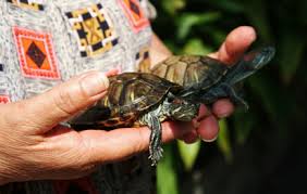 Zoologists study the life - via Daymix