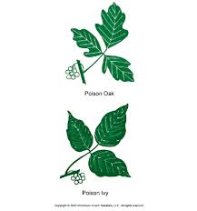 Poison Ivy, Poison Oak,