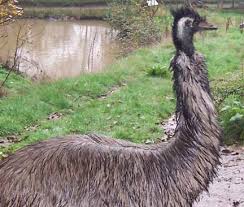 Emu Oil Products