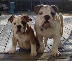 English Bulldog Puppy - via Daymix