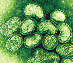 WHO Defends Swine Flu Reaction - via Daymix