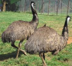 Emu