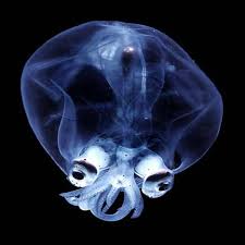   Deep    sea   glass squid