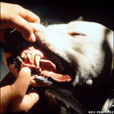   Dogo   Argentino