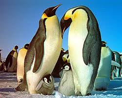 Antarctic Penguins in 3D