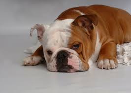 A Bulldog is much more than a - via Daymix