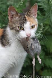 gatto