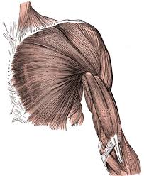 superficial front muscles of - via Daymix