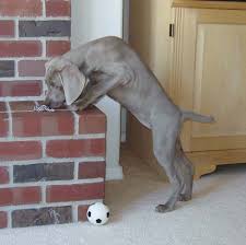 Cole and Macy from Ember  Weimaraners  