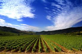 Crops