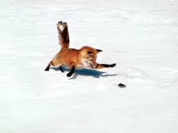 I got a very nice fox named Bryanna