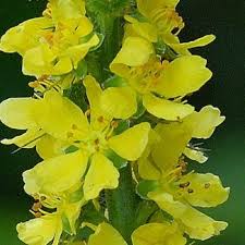  Agrimony 