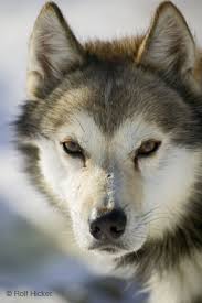 Husky  Dogs  