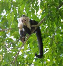 White Faced  Monkey x26s   are abundant    
