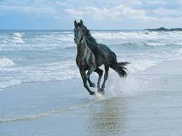 photo of horse galloping on