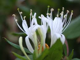 list of flowers - via Daymix