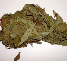 These  Salvia Divinorum 