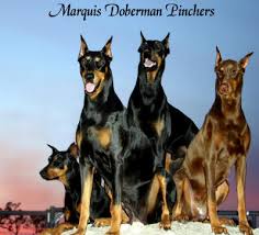 Marquis  Doberman   Pincher Puppies For    