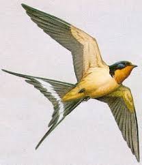 Barn Swallows generally arrive