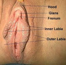 This Is The Clitoris Gland