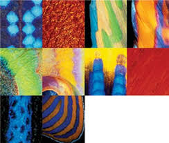 Close-ups of fish skin reveal - via Daymix
