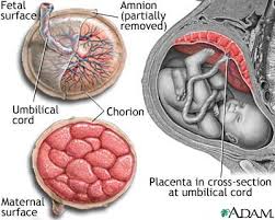 http://www.righthealth.com/adam/graphics/images/en/17010.jpg