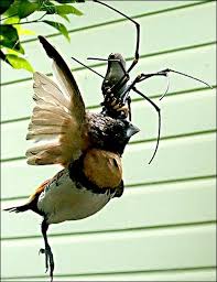 Giant Spider Eats Bird