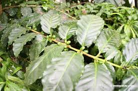 green coffee beans on Coffea - via Daymix