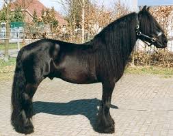 Fell Pony