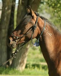 4 Year Old Bay Filly