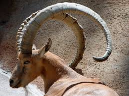 Ibex