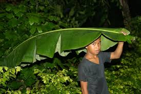   Banana Leaf   Unbrella jpg