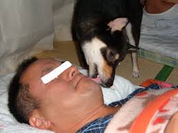 舐め犬です。