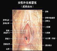 尿道口，阴道口