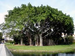 banyan-tree - via Daymix