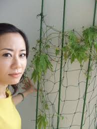 M+ : GROW GREEN PROJECT