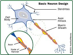  Multiple Sclerosis 