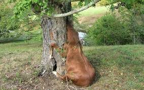 horse