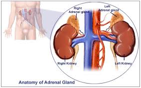 http://www.medindia.net/patients/patientinfo/images/addisons-disease.jpg