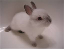 (with fluffy bunny picture)